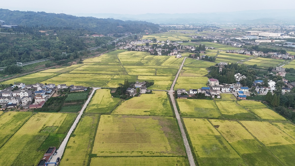  青衣江流域糧食現(xiàn)代農(nóng)業(yè)園區(qū)止戈安寧萬畝示范區(qū)一角