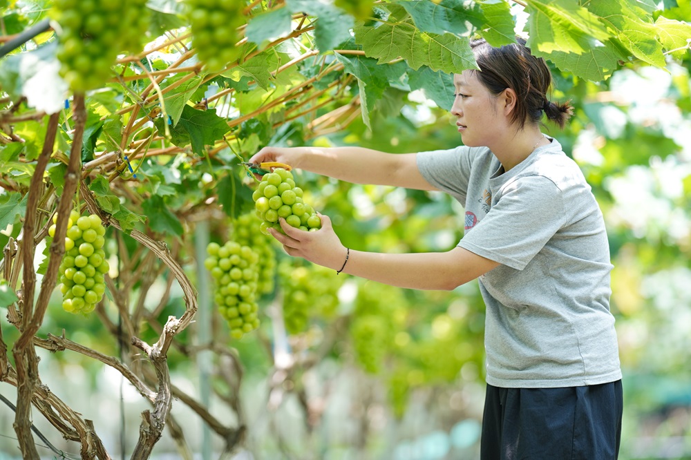 葡萄種植戶忙著采收葡萄。.jpg