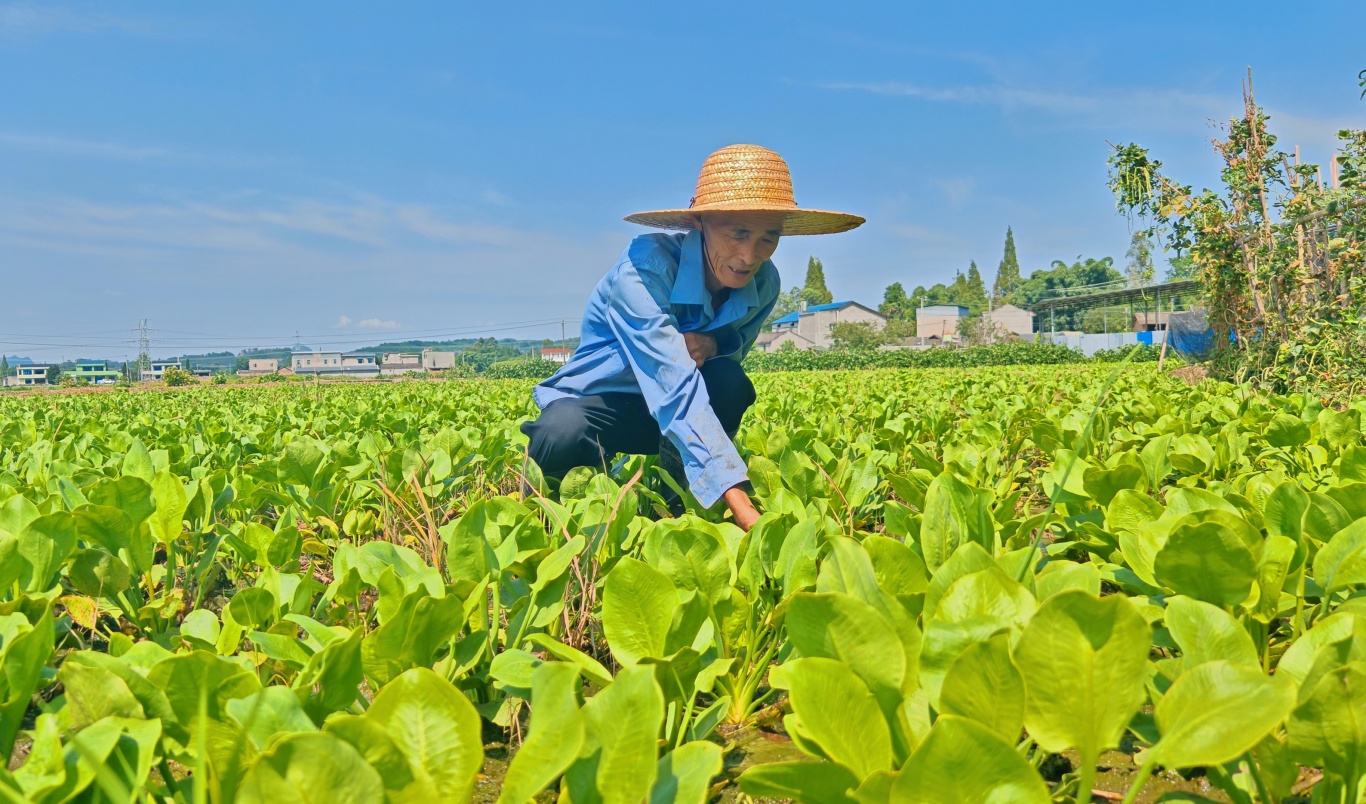 魏明福在澤瀉地里除草。.jpg