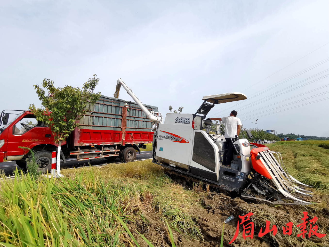 豐收稻谷裝入貨車(chē)